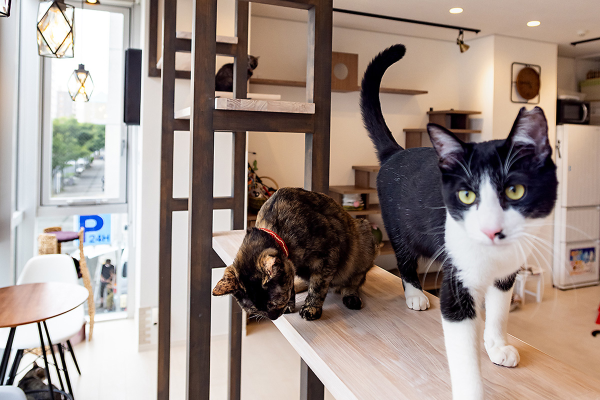 猫　設計　住宅　猫カフェ